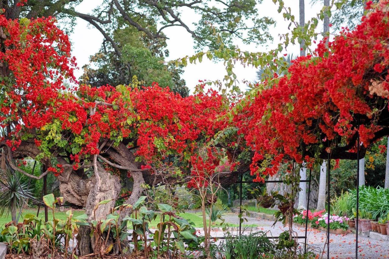 Ourmadeira - Loja Da Lenha, Charming Apartman Funchal  Kültér fotó